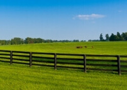 Campo agrícola verde