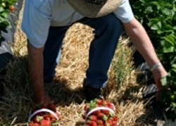 strawberry picking in field