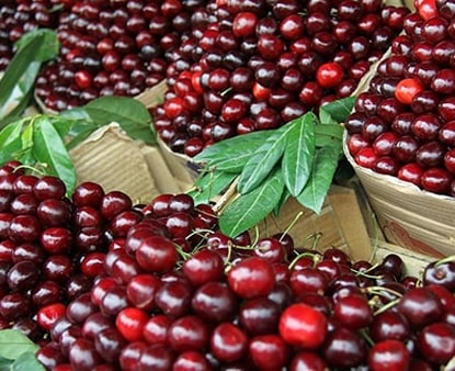 Efficient drainage means higher yield